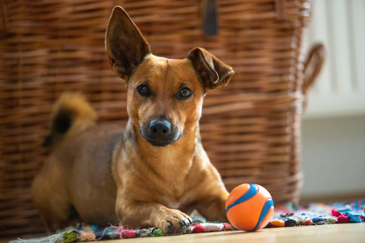 dog at home in the living room playing with his toys