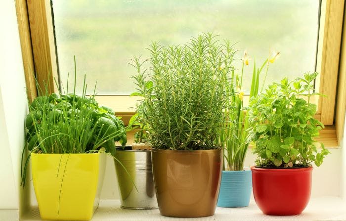 herbs in colorful pots sitting on a counter in front of a window.