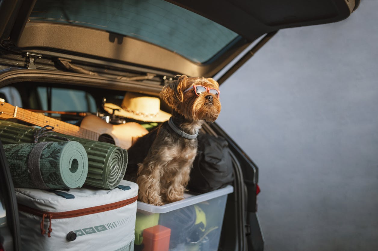 Adorable dog in a full car trunk ready for vacation.