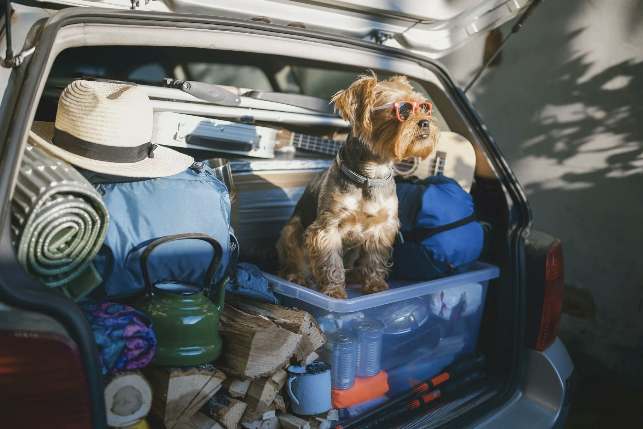 Dog in the trunk with sunglasses