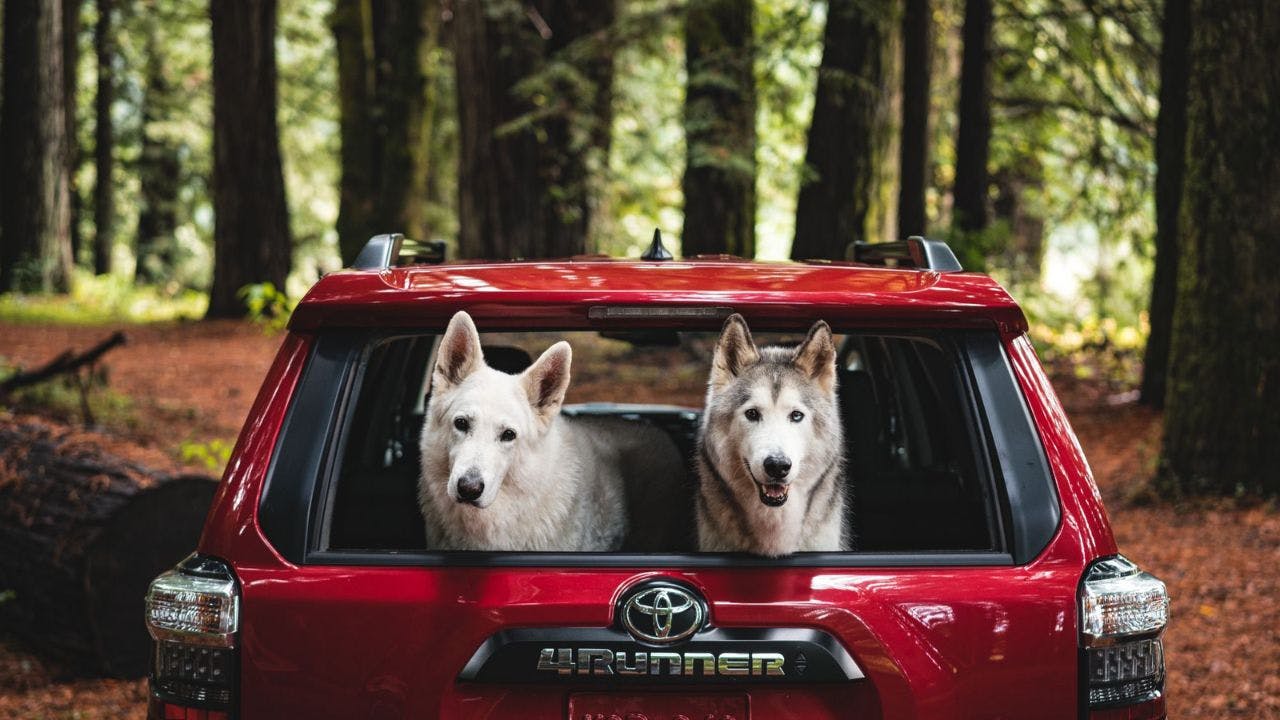 2 white dogs in a red RAV4