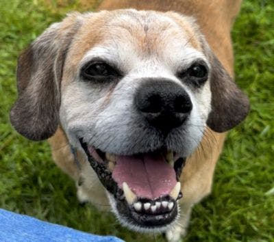 dog Seniors Helping Seniors Subaru Bennington