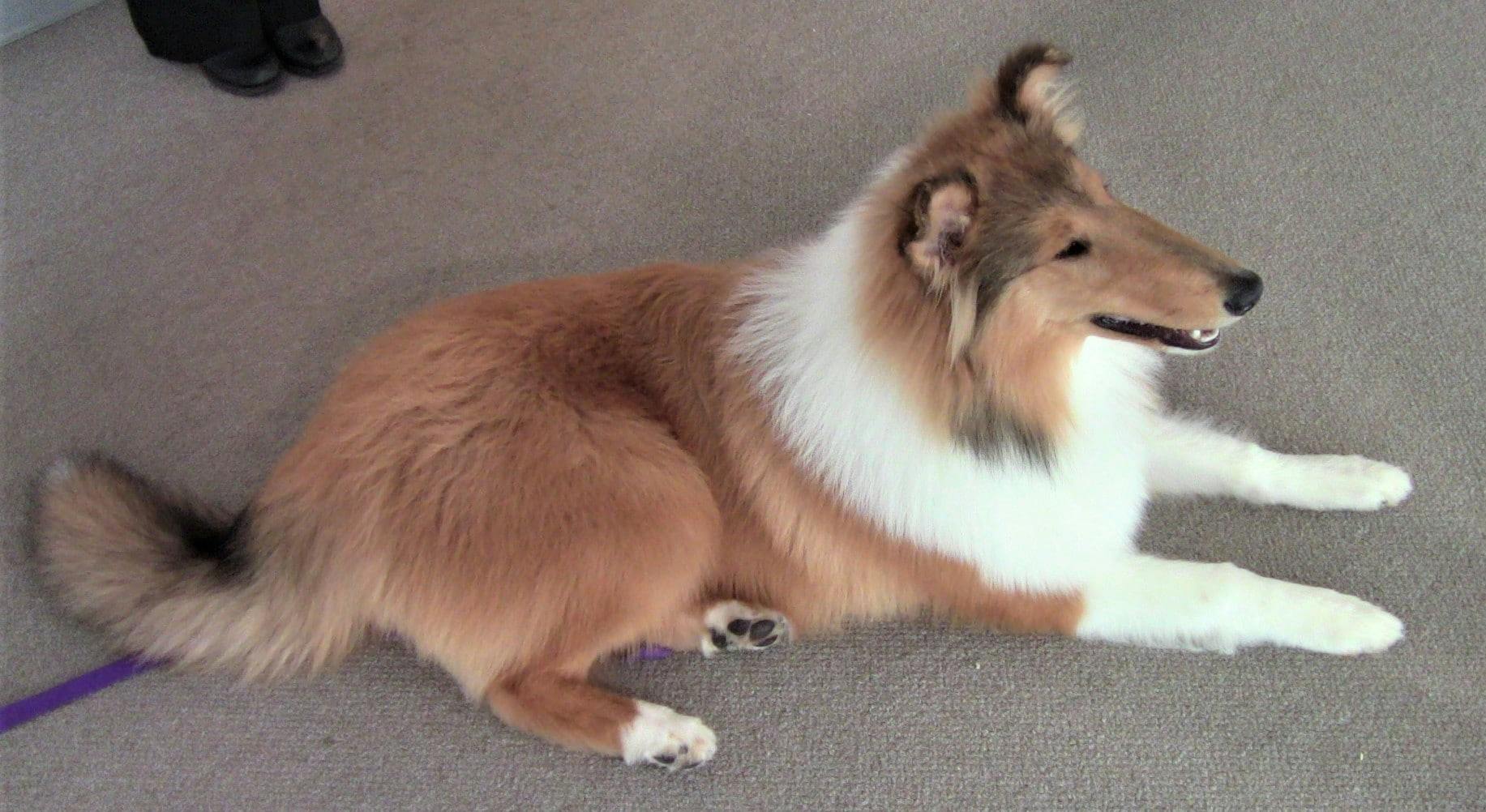 pets-welcome Bentley brown and white collie